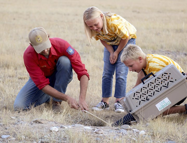 Enterprise1899's tweet photo. "Feisty" black-footed ferrets released near Meeteetse. https://t.co/MpT3OB4hho https://t.co/MOd9uM487k