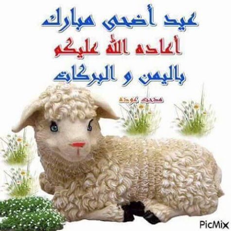 nohaaldeeb476's tweet photo. https://t.co/ckMylq8ke3