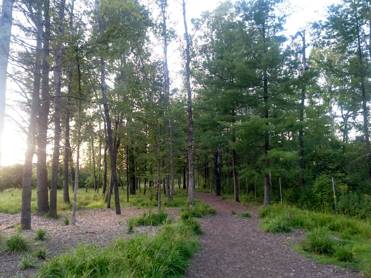 VTdogs's tweet photo. Turkey tail mushrooms: funky fungi @ Shelburne dog park.
1st time here; neat fenced park in the woods.
Had park to ourselves as the sun set. https://t.co/ufwgS4beeS