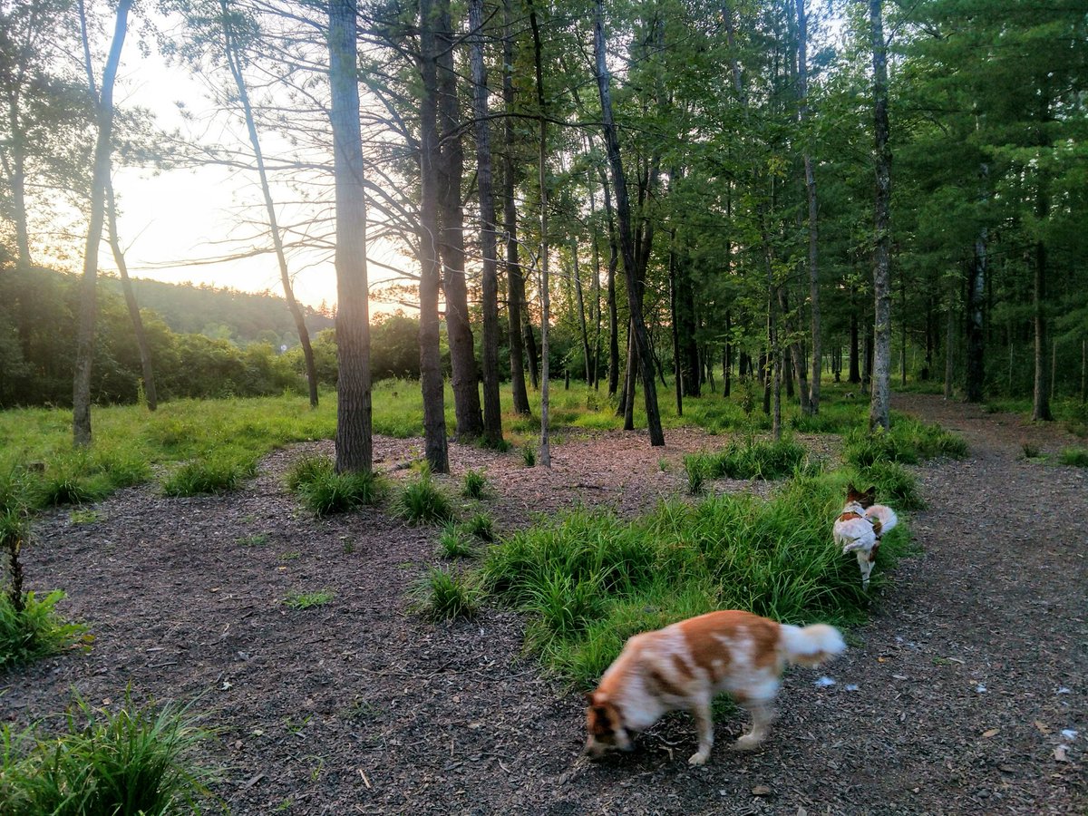 VTdogs's tweet photo. Turkey tail mushrooms: funky fungi @ Shelburne dog park.
1st time here; neat fenced park in the woods.
Had park to ourselves as the sun set. https://t.co/ufwgS4beeS
