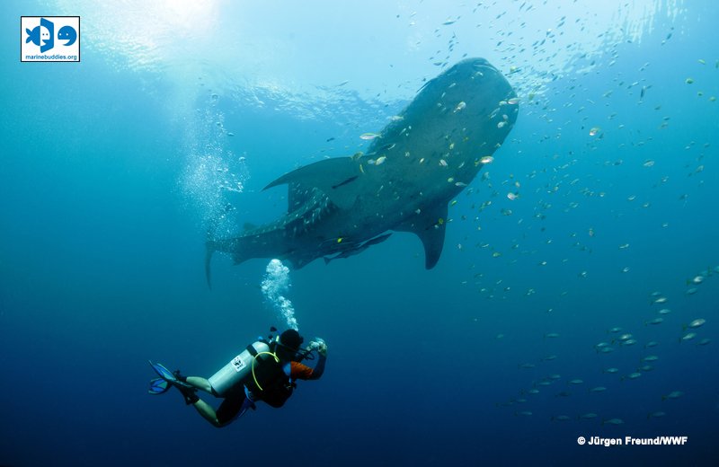 Berinteraksi dengan Hiu Paus Ada Aturannya, Lho! bit.ly/hiupaus_3