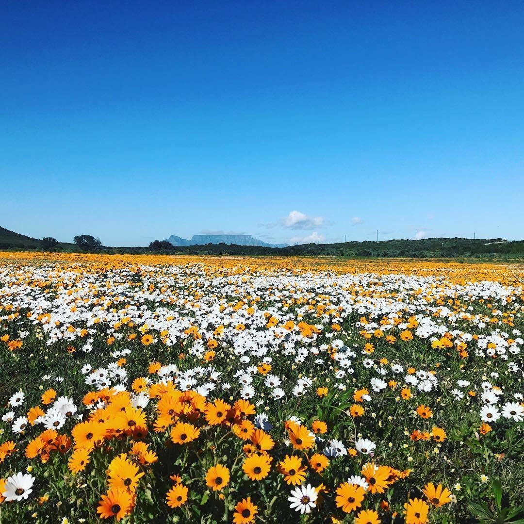lovecapetown's tweet photo. It's partly sunny in Cape Town today 🌞🌸
Where do you love to see the flowers? 
Pic via| https://t.co/x2KNy4DwAA #lovecapetown https://t.co/boTtFVC3YJ