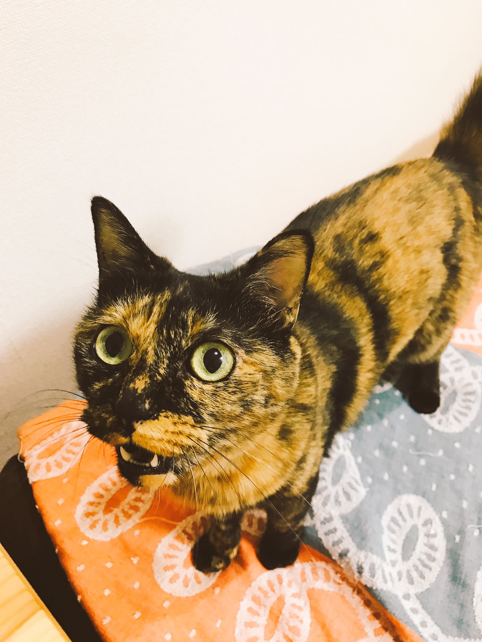 膝 さび猫研究家 省エネで生きていく と決めていたから 猫を飼うことを控えていた でも 人気がないと言われるさび猫を誰かが放棄したから 突然 私に可愛いさび猫が回ってきたのだ いっつも一生懸命話しかけてくれるから もう少しさび猫の言葉を