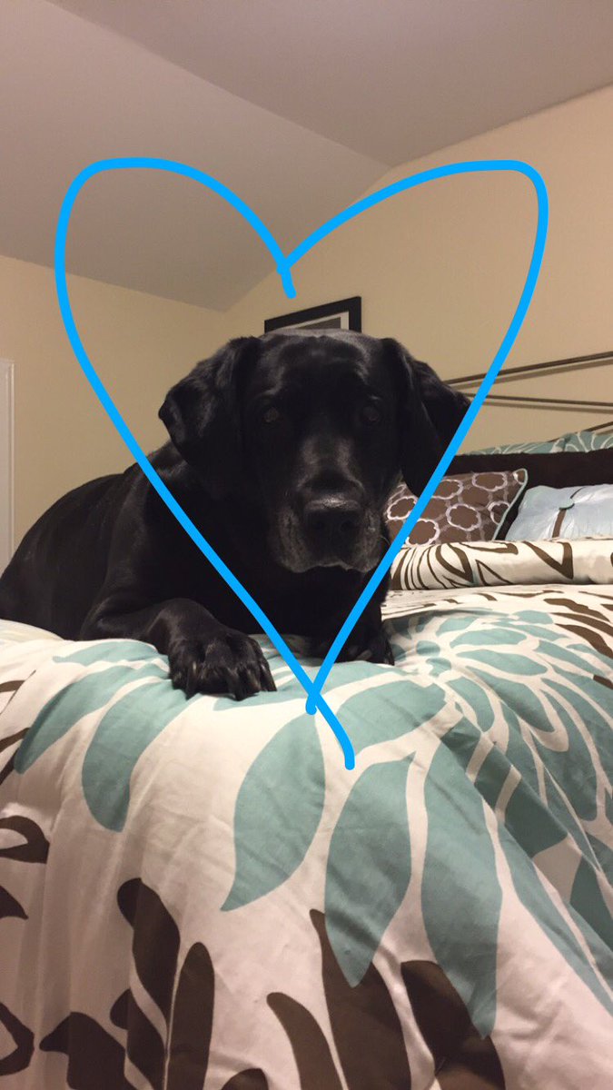 taylorpavia's tweet photo. rest in peace baby girl. i'll always love and miss you.💜 https://t.co/ykxqN6Dsab