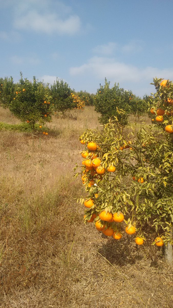 Dilson Vieira Leite (@dilson_leite) on Twitter photo 