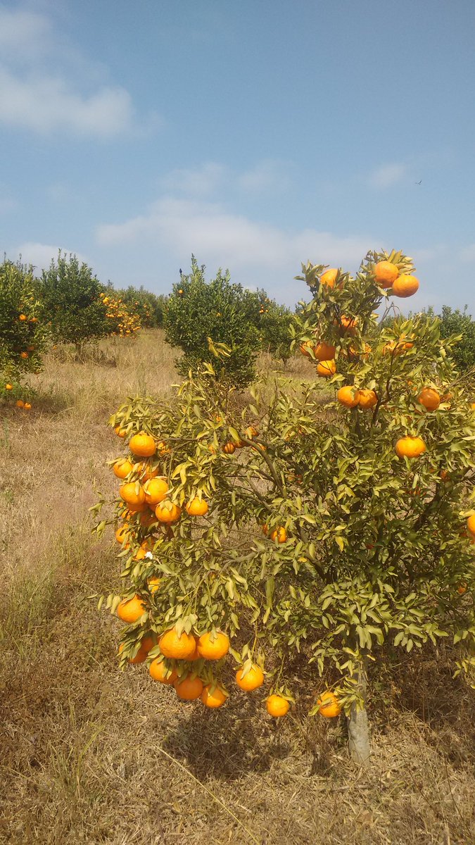 Dilson Vieira Leite (@dilson_leite) on Twitter photo 