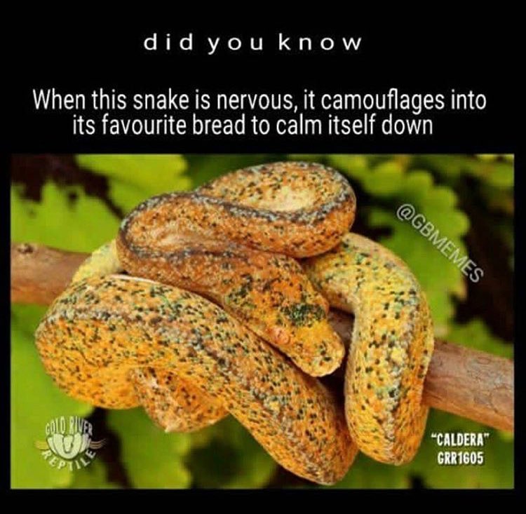 RespectfulMemes's tweet image. 