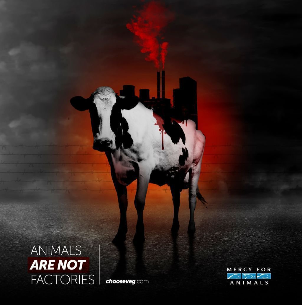 MercyForAnimals's tweet image. Animals are not machines.
