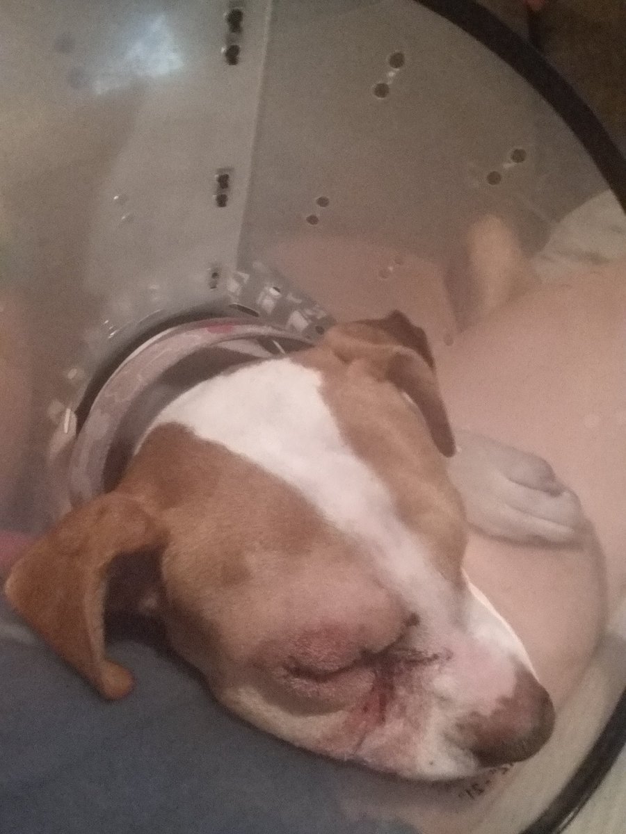 Mzkayc38's tweet photo. My sweet baby... resting and is a champ adjusting to having his eye removed #pittbull #sweetbabies #RednosePitt https://t.co/E0EVLwR5DF