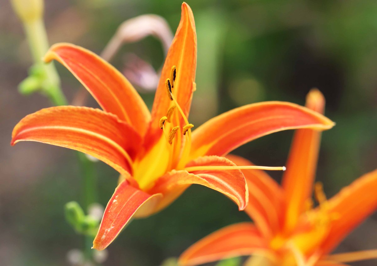 片柳弘史 老人ホームの花壇に咲いたノカンゾウ ニッコウキスゲの仲間で 忘れ草 の別名を持っています