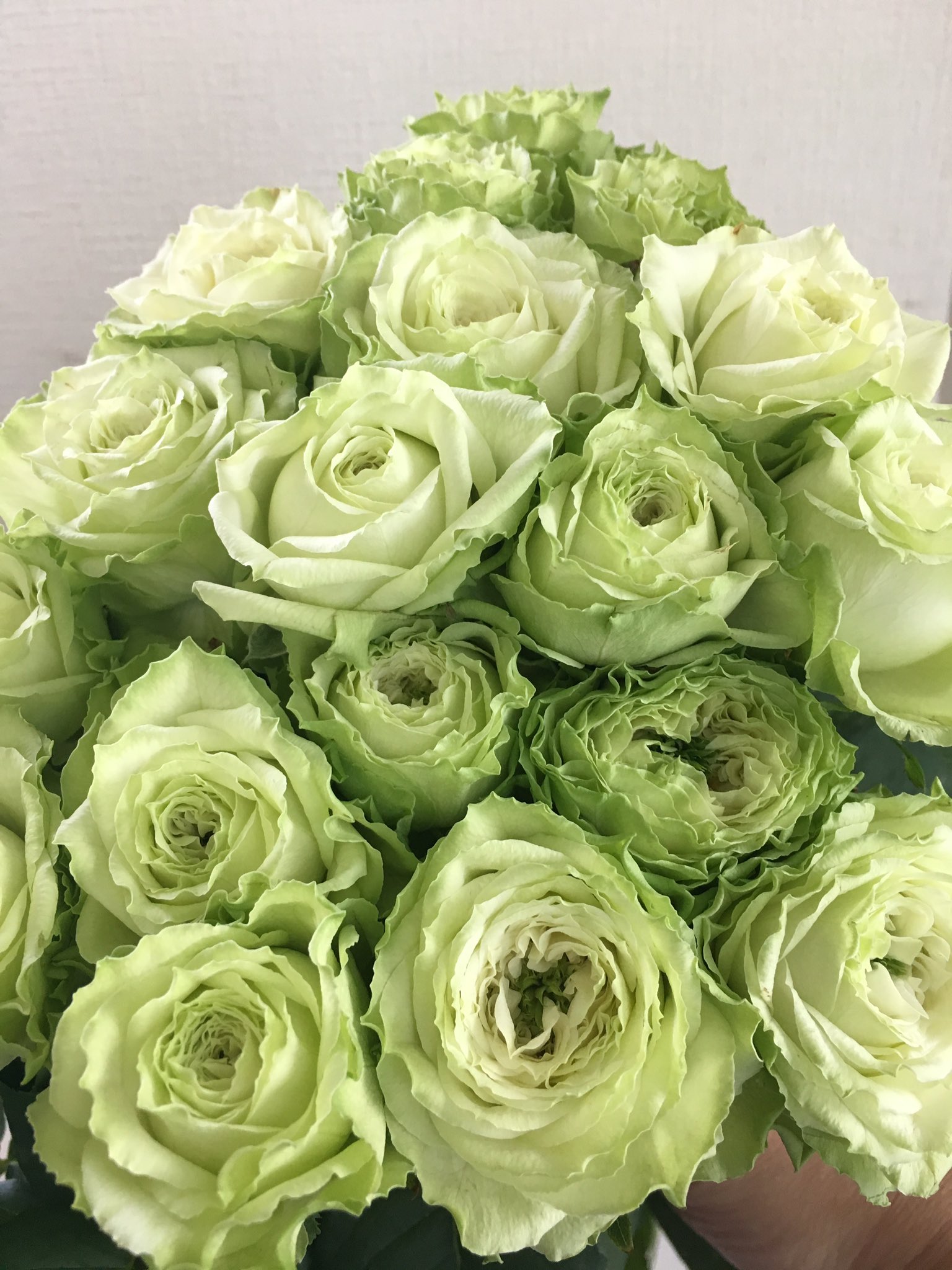 メルシーフローラ 最近来た薔薇 オール4ブーケ ヤギグリーン オール4シリーズ ヤギシリーズ T Co Cxxsllrwuv Twitter