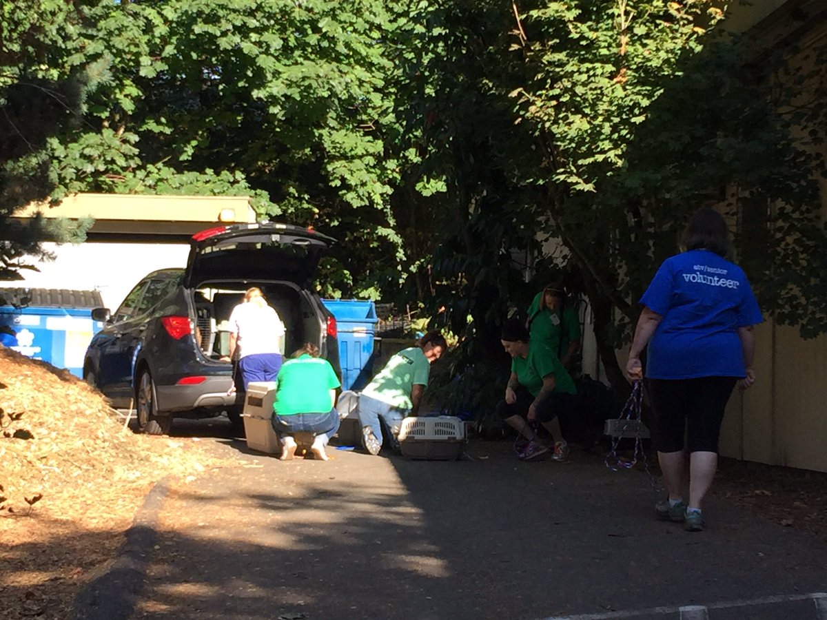 katieboerTV's tweet photo. First dogs just arrived at PAWs animal shelter in Lynnwood from @WingsofRescue relieving shelters in Texas #Harvey @Q13Seattle https://t.co/seRhYWzvnt