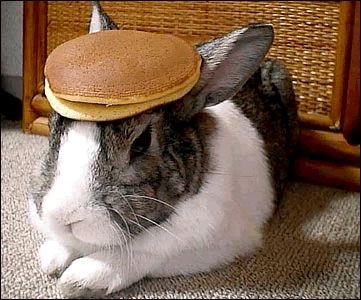 Rabbit with a pancake on its head