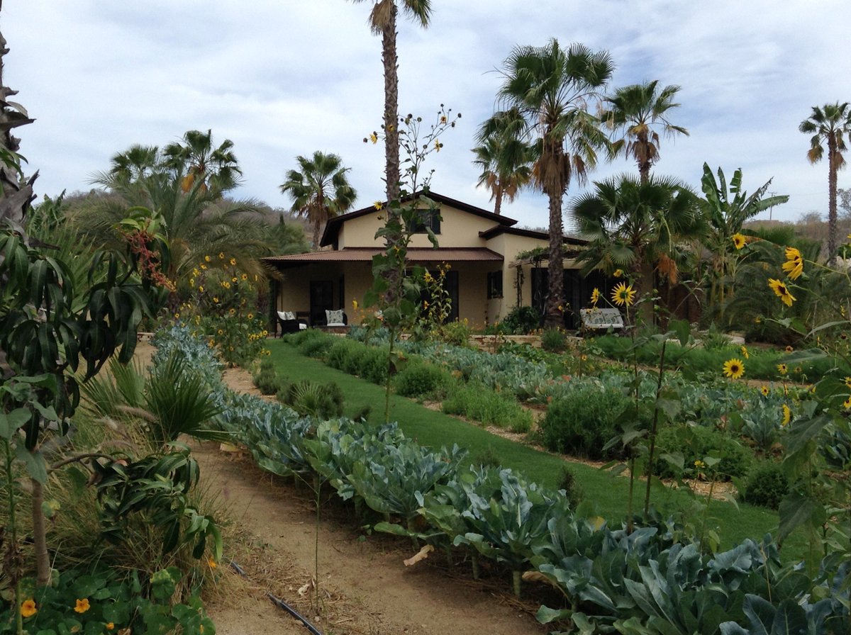 michaelannrowe's tweet photo. @ChrisPappinMCC A7. #FloraFarm in Cabo, Mexico has got to be one of my best; sitting on edge of their organic gardens! #foodtravelchat https://t.co/mAAP1wHnQe