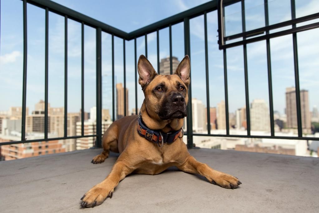 jamesknightamd's tweet photo. Is Your #Dog a Good Neighbor? - @nytimes https://t.co/acrGwgw2Ti https://t.co/Ws5nGyzHAF