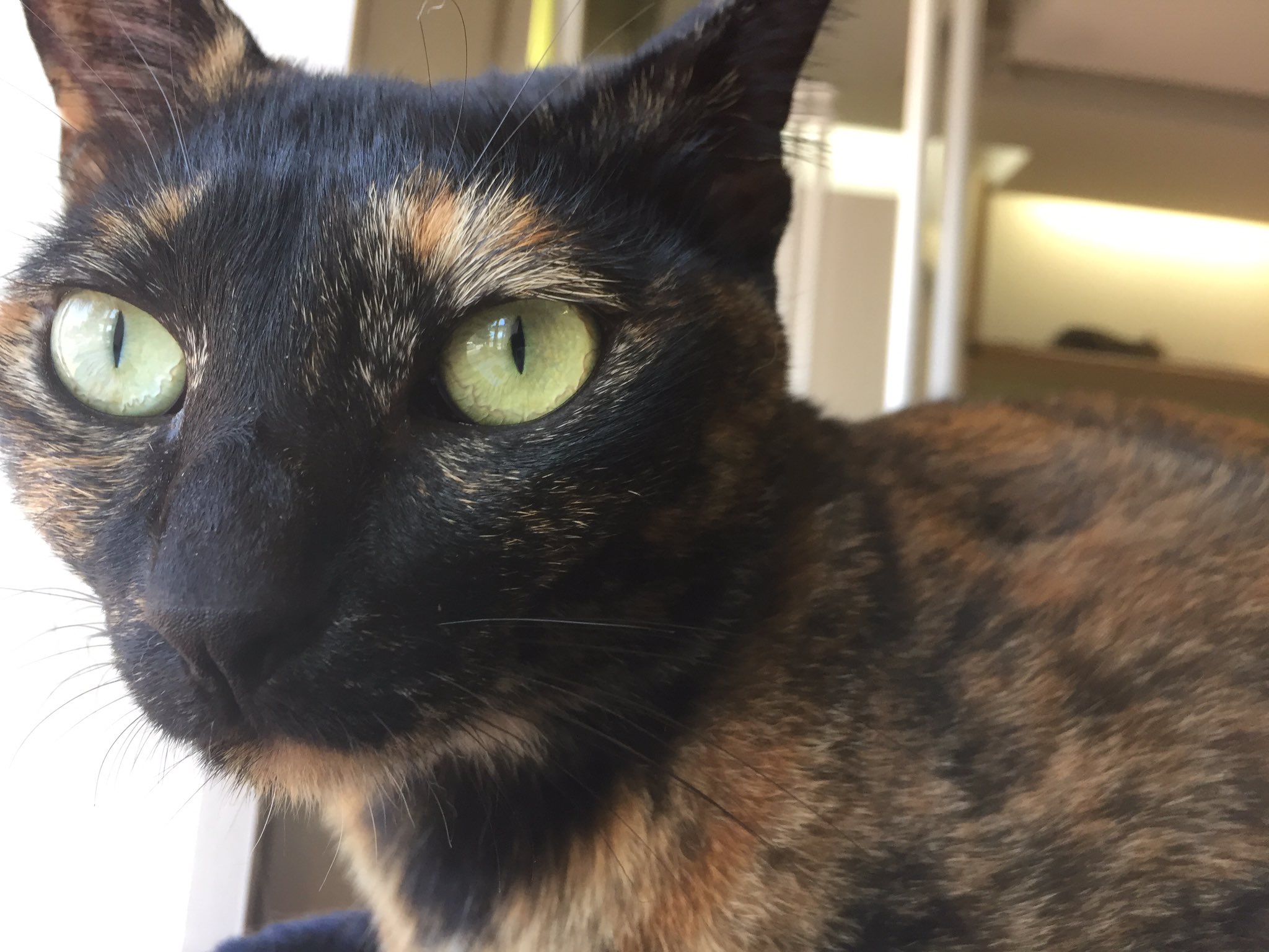 ネコリパブリック愛知江南店 Necokonan Twitter