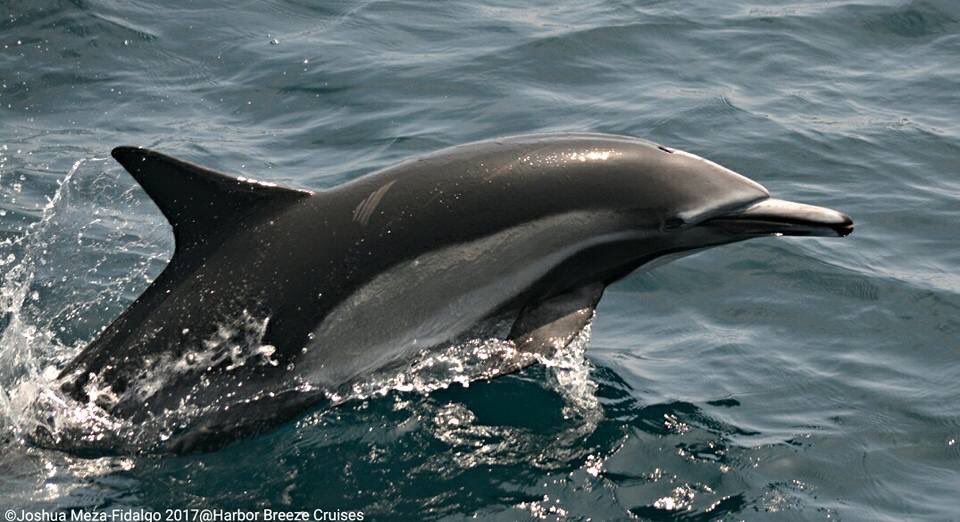 #BlueWhale #Blue #Whale and #Dolphins on #LongBeach #CA #WhaleWatch #Cruise today - tickets.harbor-cruises.com