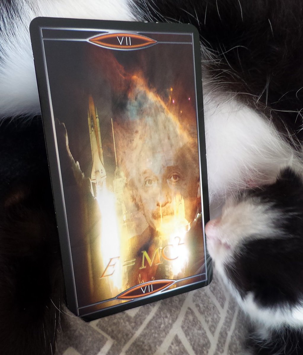WillowGroveMyst's tweet photo. It's all relative. https://t.co/6kaAJa8Iap #dailytarot #konekotarot #quantumtarot #tarotcats https://t.co/kwDP26JC3q