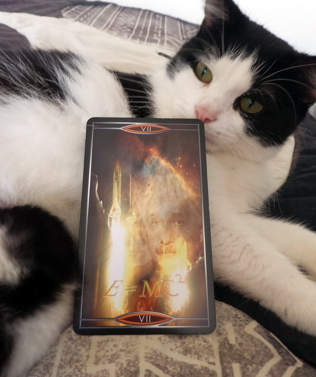 WillowGroveMyst's tweet photo. It's all relative. https://t.co/6kaAJa8Iap #dailytarot #konekotarot #quantumtarot #tarotcats https://t.co/kwDP26JC3q