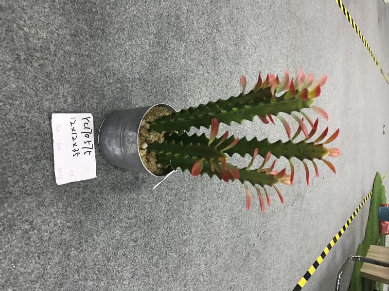 Jack yang (@jackyang2006) on Twitter photo 