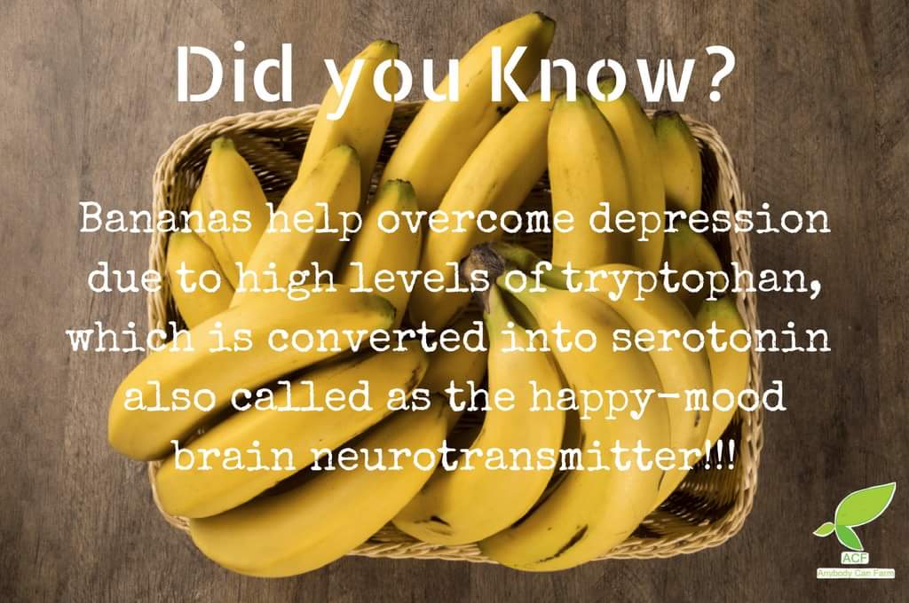 AnybodyCanFarm's tweet photo. ACFARM
#ACF_FACT
#BANANA_FACT_2 https://t.co/BidAOhNuEX