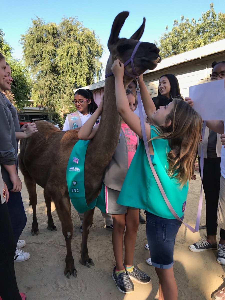 tweetSHRC's tweet photo. So AWESOME!π€R #girl #gingerthellama bcame an #honorary #girlscout w/ @GirlScoutsLA Troop 3526!π#gsgla @girlscouts #llamas #GirlScouts #llama https://t.co/tSt4L0siat