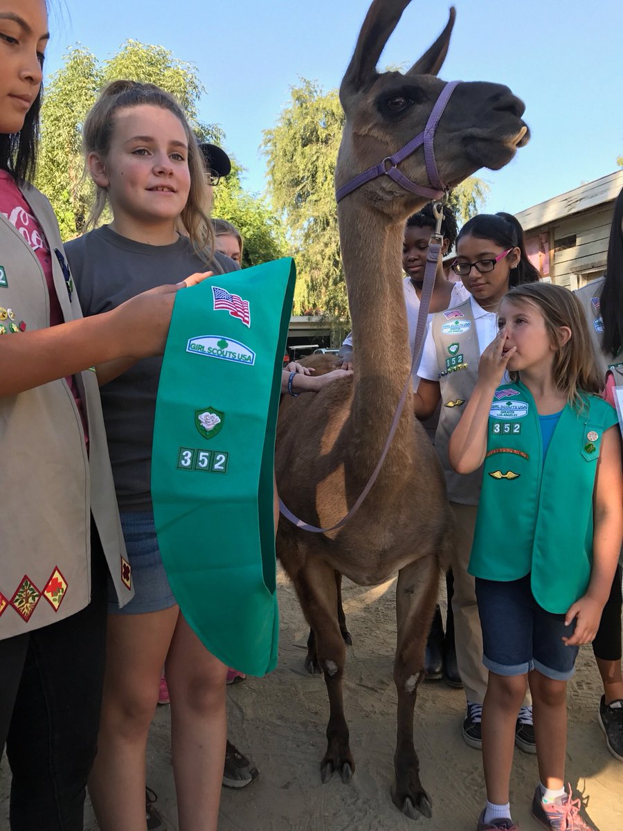 tweetSHRC's tweet photo. So AWESOME!π€R #girl #gingerthellama bcame an #honorary #girlscout w/ @GirlScoutsLA Troop 3526!π#gsgla @girlscouts #llamas #GirlScouts #llama https://t.co/tSt4L0siat