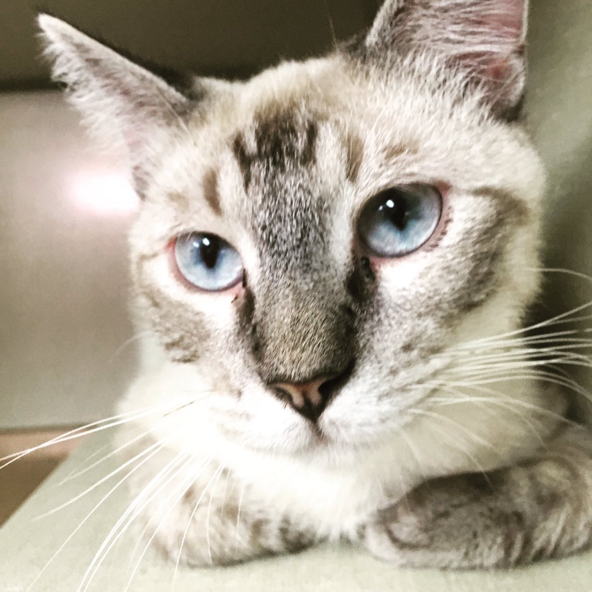 RMFR_Colorado's tweet photo. #LeonPampa is sporting off these wicked whiskers on this #WhiskerWednesday! #RMFR #CatsOfTwitter #CatsOfDenver #AdoptDontShop #meow https://t.co/twcY8SJuXu
