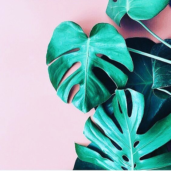 udesigngift's tweet photo. 🍃 🍃 https://t.co/sRRevnLyTg https://t.co/Jtp2fIvEOD