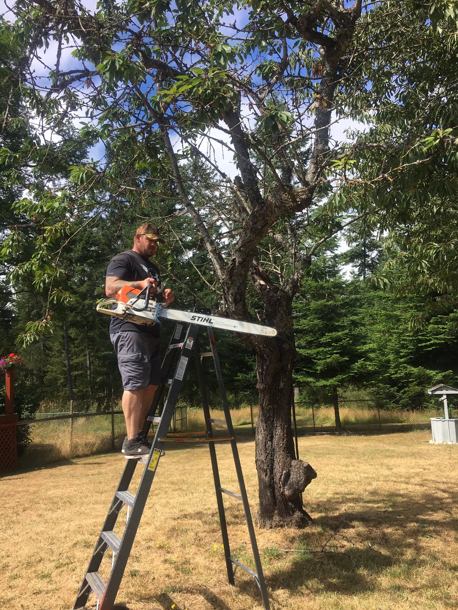 ScottHay4's tweet photo. Pruning trees. Just a little off the top. #stihl #stihlchainsaws #chainsaw #cherrytree #hillbilly #treetrimmer https://t.co/tfKcT5MlcU
