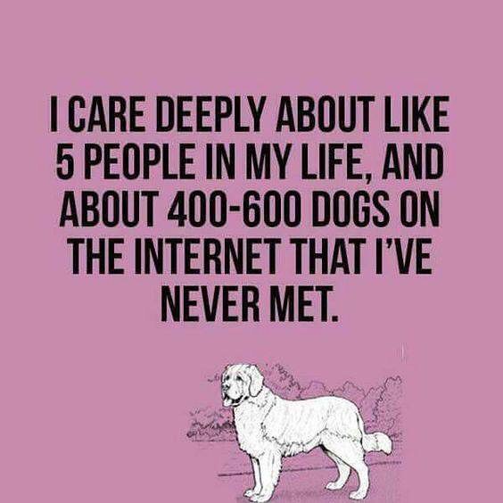 PetGuideUSA's tweet photo. Please retweet if you agree!
Visit: https://t.co/JKChqk8ByK
#DogsOfTwitter #ThePetGuide #Pets #Dogs
#puppy #dogs #dogslife #pets #petpals https://t.co/v2yA0k8Ciq