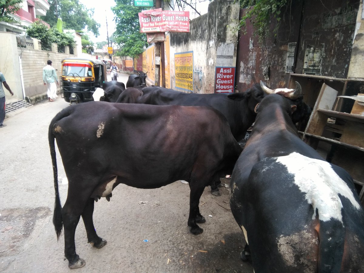 captainknc's tweet photo. Stray animals cow,dog,monkey in varanasi big threat to safety,needs sincere effort only no money.govt.why acting blind folded  #stray #yogi https://t.co/2mseLDQY28