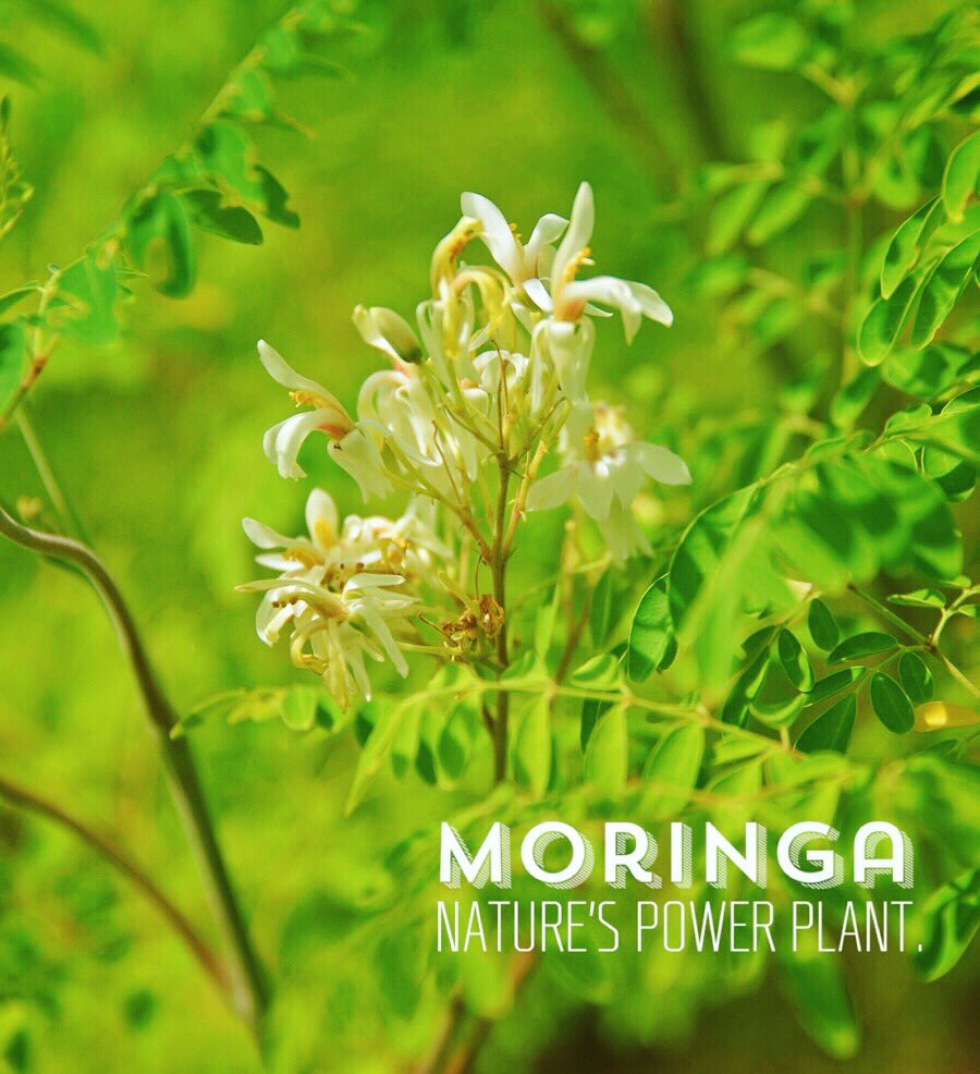 vytogo's tweet photo. Are you familiar with #moringa? 🌿

https://t.co/hT5x3OpJOe https://t.co/I4hLQWSOrE