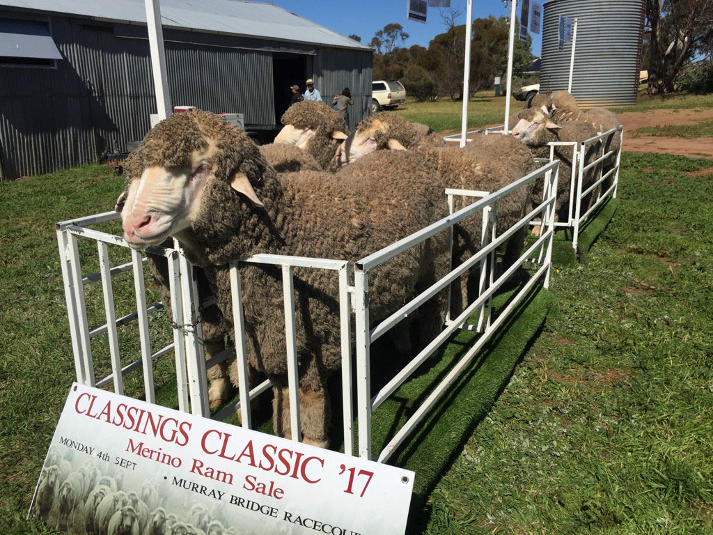 cmillerSJ's tweet image. Gunallo&apos;s Classings Classic boys enjoying the sunshine #pinnaroo @stockjournal #saramsales