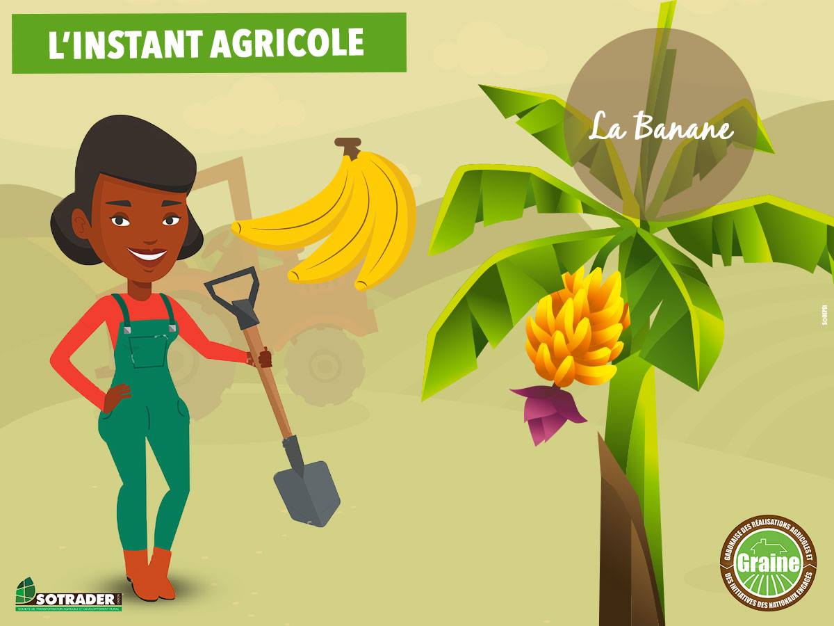 Les bananes sont cueillies avant maturité pour une question de conservation. Sinon les fruits gonfleront et finiront par se fendre
#GRAINE