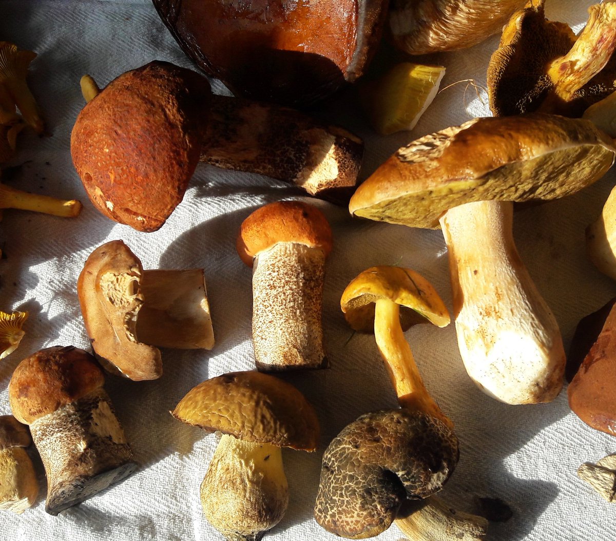 Turpin101's tweet image. A fine haul of boletes. #wildmushrooms #boletes