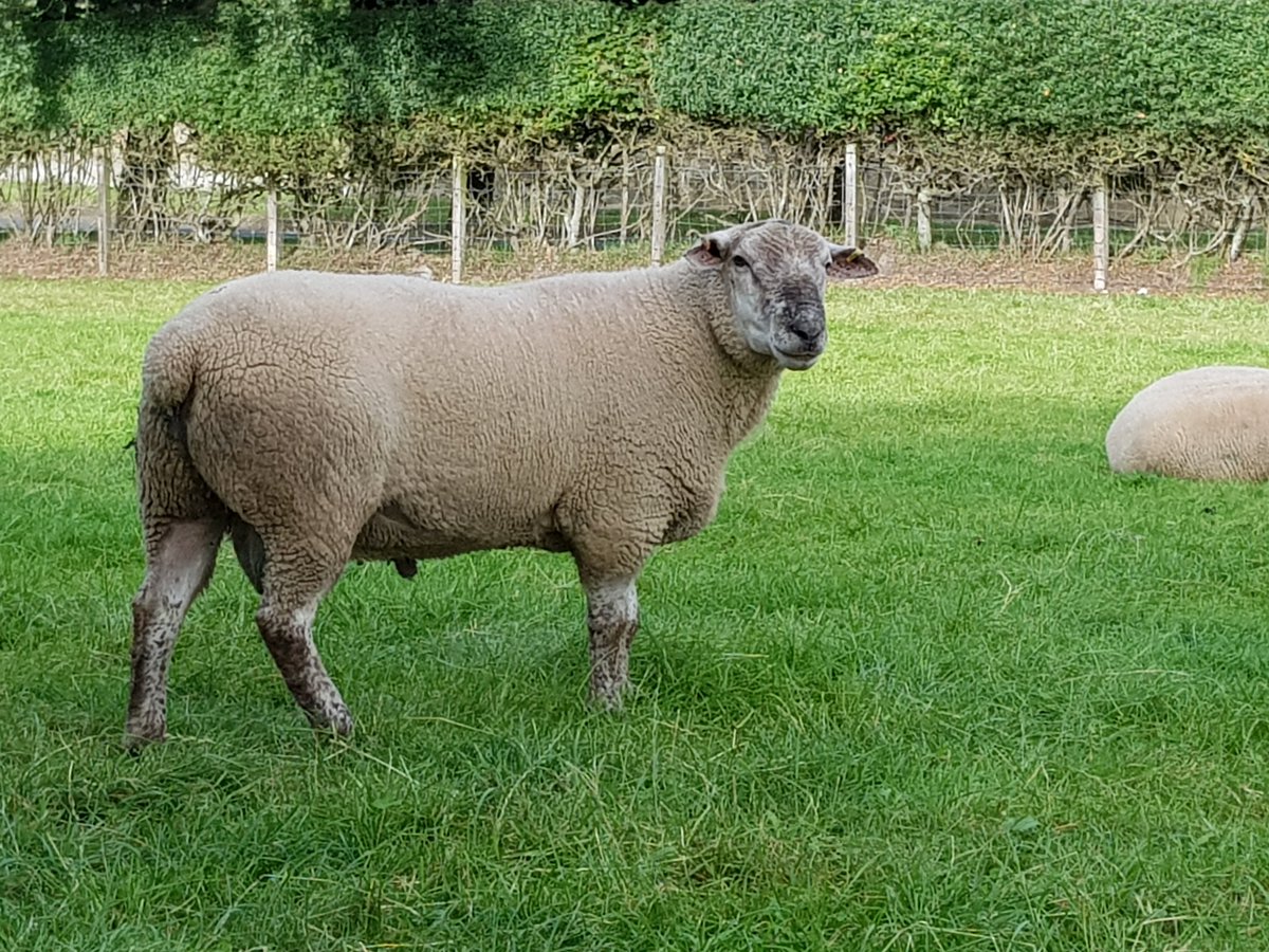 FocusGeneticsNZ's tweet photo. The boys just chilling before their 1 minute in the ring. https://t.co/ZMFCbNlEzs