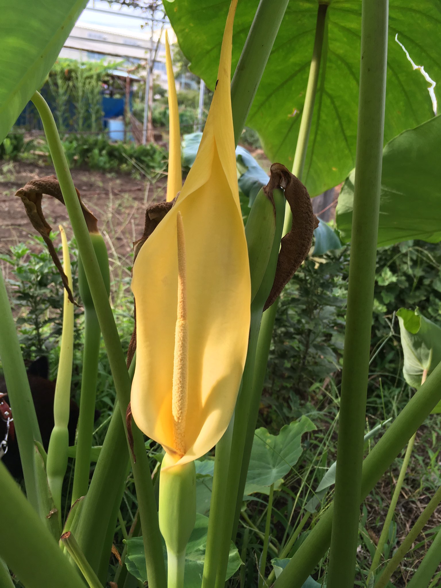 توییتر かづお در توییتر 里芋の花 珍しい花 T Co Axrlhceab7
