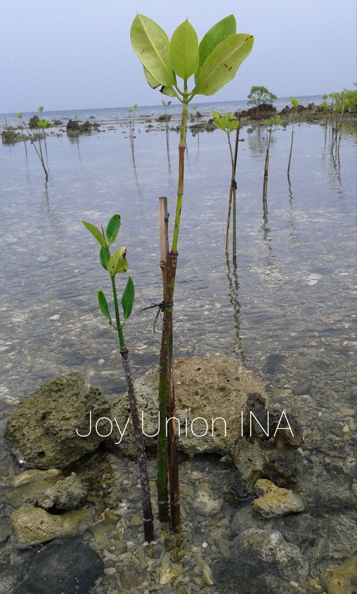 Joy Union INA tweet media