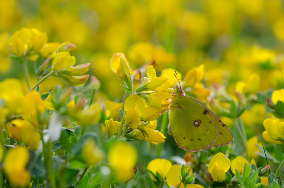 savebutterflies's tweet photo. Meteorological summer ends today but we want to celebrate! Share with us your best pic, enjoyable moment or exciting find from the #summer! https://t.co/vZ4AwVeYxs