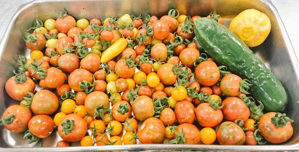 ChefJaromin's tweet photo. Small harvest 😁 #tomatoes #cucumber #CrystalAppleCucumber from @TheLodgeAshford polytunnels 🍅 https://t.co/Jjg7TVbPeW