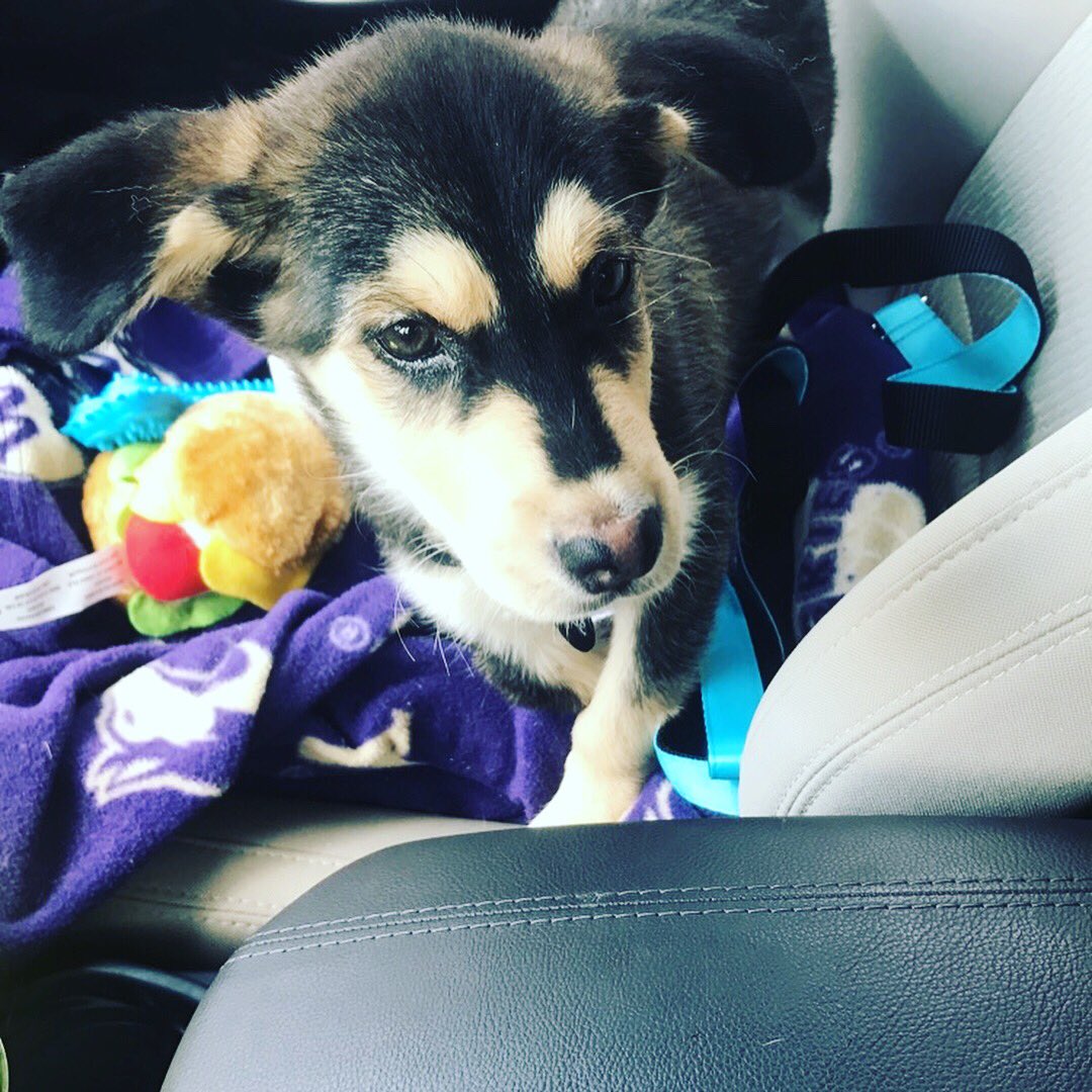 MaddyZahn's tweet photo. So uhmm yeah, puppies and babies ❤️❤️❤️❤️ https://t.co/9gCctmehna