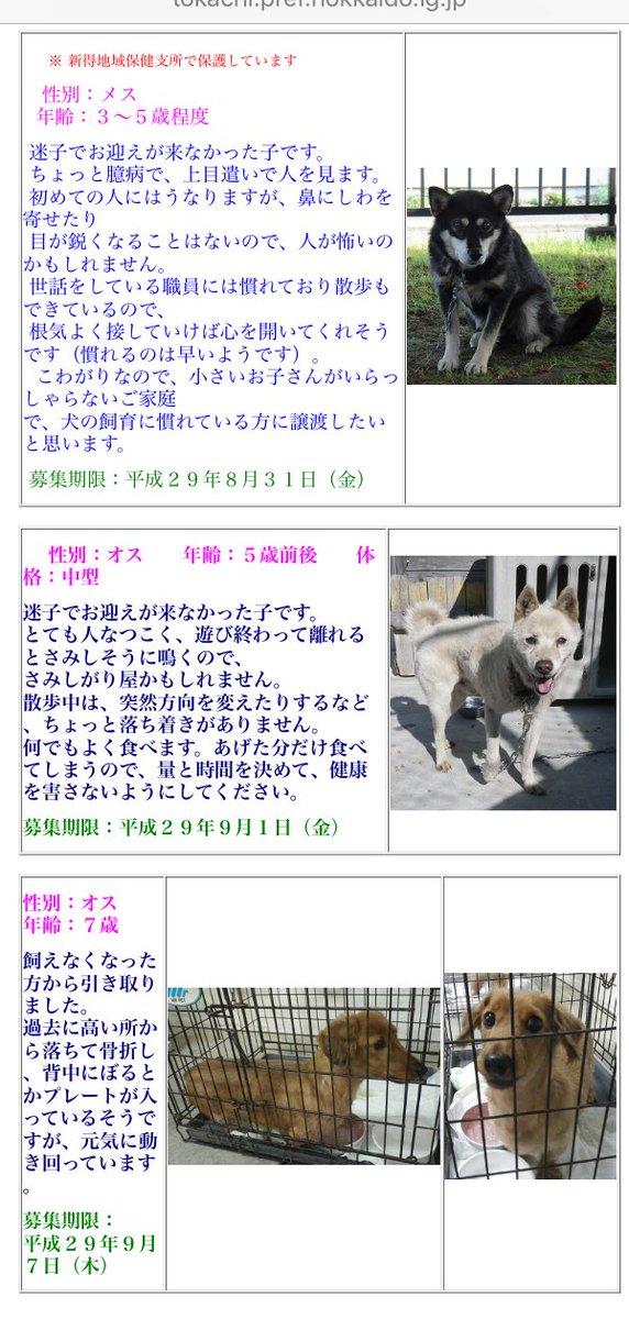 北海道 保健所 里親募集 新得 帯広保健所さん 新得の犬さんが期限です また 飼い主事情で放棄されたダックス君と黒にゃんが収容されてしまいました 人懐こく可愛い笑顔の白ワンは1日に期限が切れます 拡散希望 里親募集 北海道 保健所 帯広 新得 北海道 保健所 里親募集 新得 帯広保健所さん 新得の犬さんが期限です また 飼い主事情で放棄されたダックス君と黒にゃんが収容されてしまいました 人懐こく可愛い笑顔の白ワンは1日に期限が切れます 拡散希望 里親募集 北海道 保健所 帯広 新得
