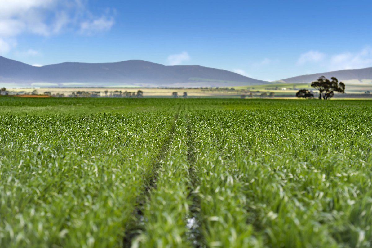 EldersLimited's tweet photo. Significant Eyre Peninsula cropping aggregation announced for sale:
https://t.co/HL9FrzwHRa https://t.co/HEmsp4Jk37