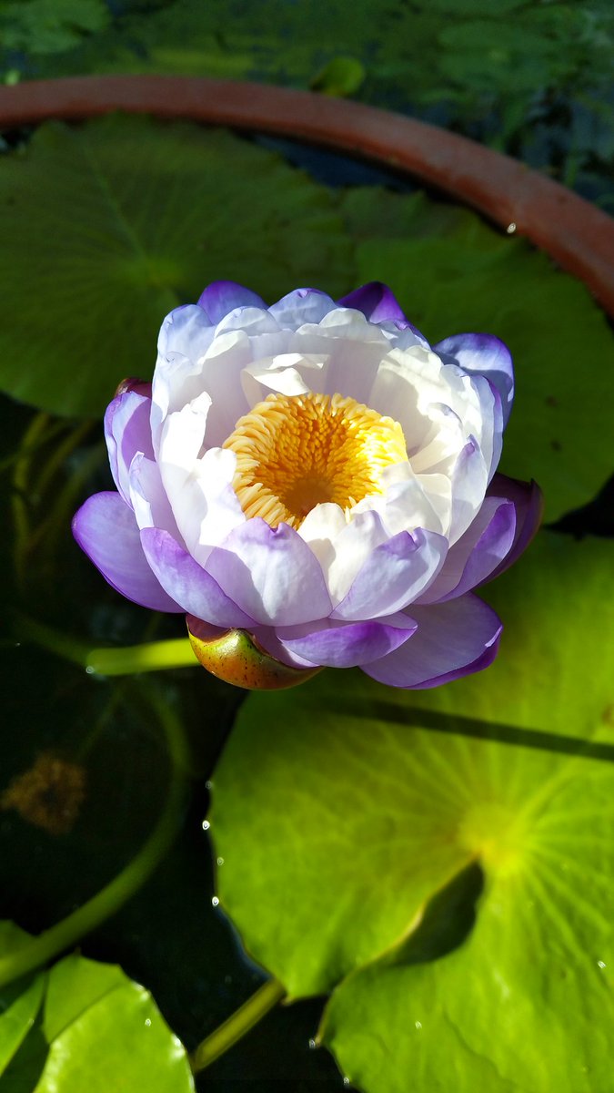 Waterlily_TH's tweet photo. Nymphaea gigantea 'Bangkok Blue Demons' Water Lily
#waterlily #gigantea https://t.co/4EuYP8bjtW