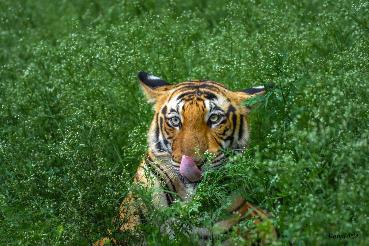 manojpm619's tweet photo. That look!
Tiger from the Elusive southern india!
#tiger #wildlife #wildlifephotography #manojpmphotography #Nikon #passion #photography https://t.co/yNvaMVJyDs