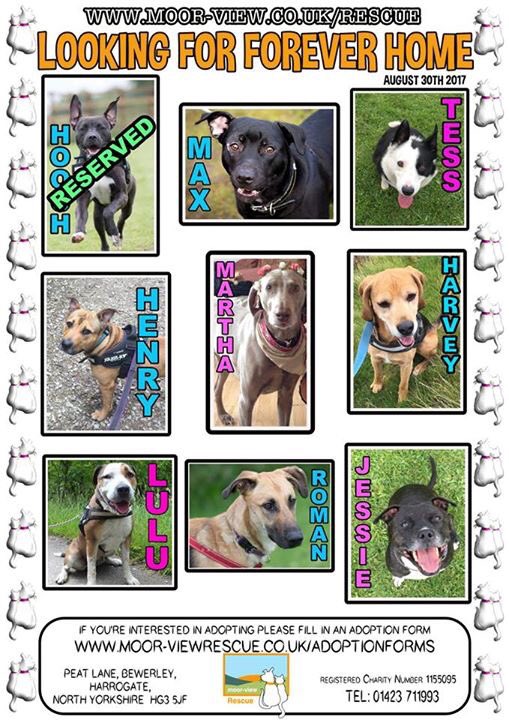 Moorviewkennels's tweet photo. Up to date list of dogs needing a furever home #staffy #mastiff #weimarama #beagle #lurcher #gsd #collie #labrador #dogtweets #Yorkshire ๐ถ๐พ๐ https://t.co/VQwcxBevFZ