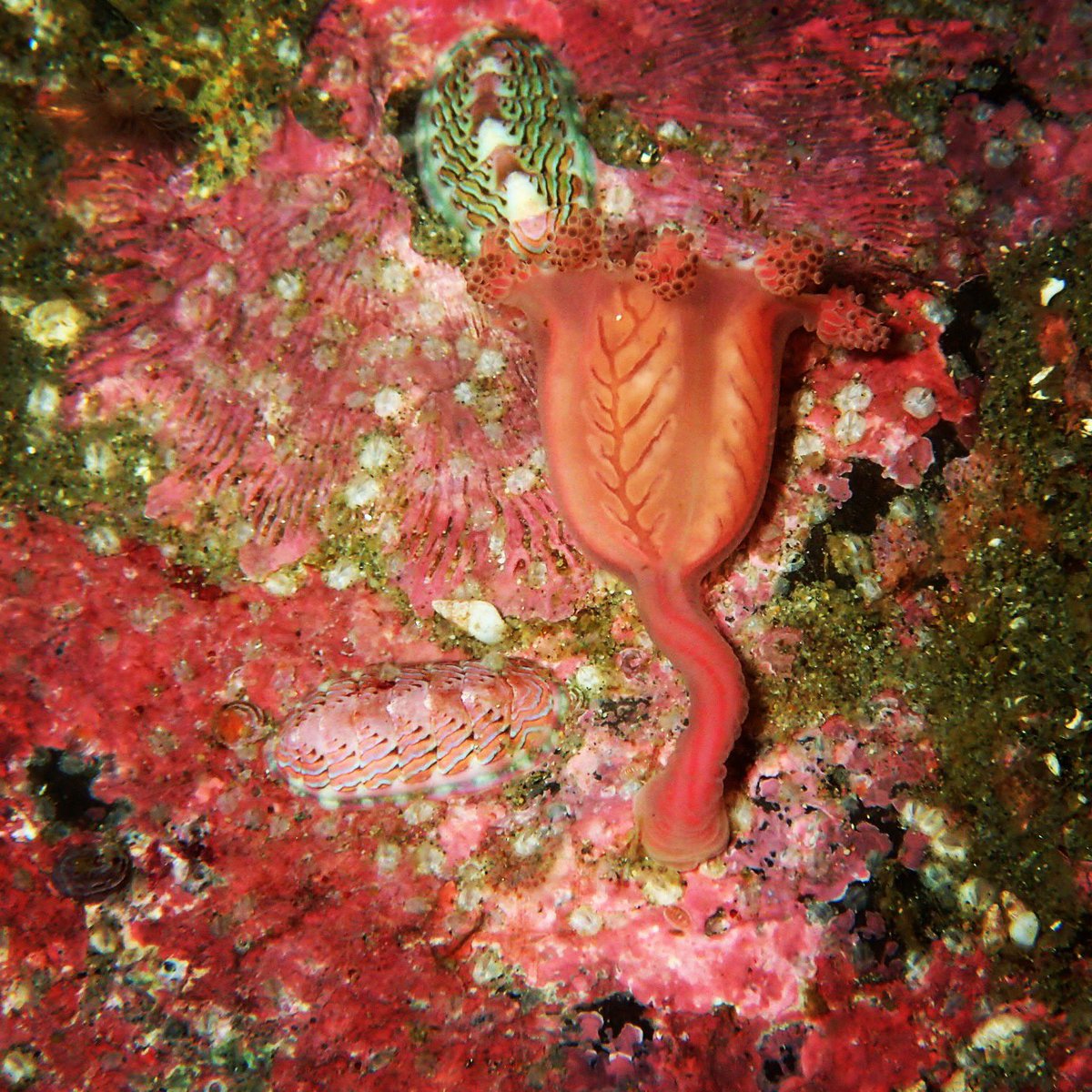 whoa! a stalked jelly! a member of the regular jellies but attaches to a rock upside down with a stalk! #Oregon
 #CascadeHead #MarineReserve
