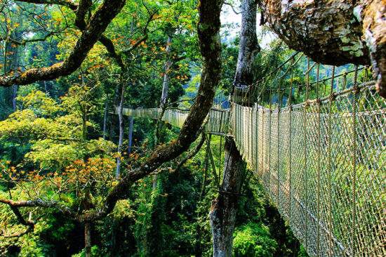 goyunnanchina's tweet photo. Sanchahe Nature Reserve in #Mengla County - a 2½-kilometer-long aerial walkway & waterfall. #yunnan https://t.co/hpU8Ld2pwl