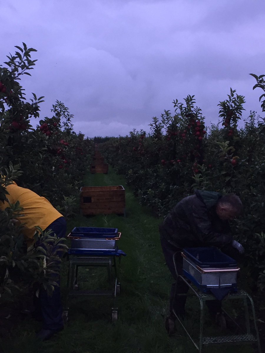 LarsKaim's tweet image. Opstarten appels plukken #appels